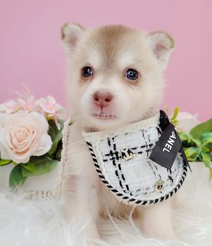 Pomsky 博士奇