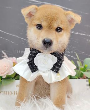 Shiba Inu 柴犬