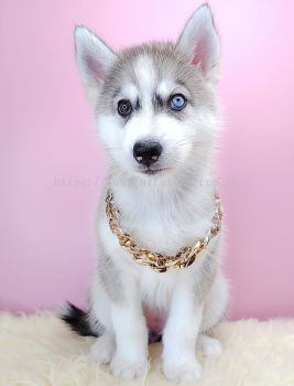 Alaskan Husky 阿拉斯加哈士奇