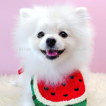 Pomeranian 博美