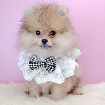 Pomeranian 博美