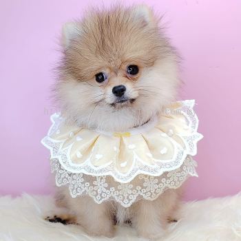 Pomeranian 博美