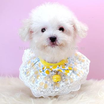 Poodle 泰迪贵宾