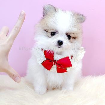 Pomeranian 博美