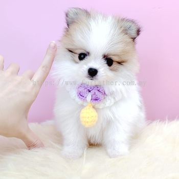 Pomeranian 博美