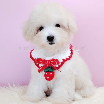 Maltipoo 马尔泰迪