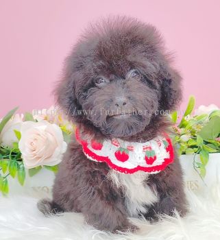 Poodle 泰迪贵宾