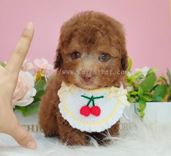 Poodle 泰迪贵宾