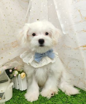 Maltipoo 马尔泰迪