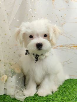 Maltipoo 马尔泰迪