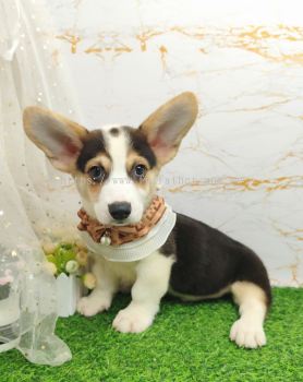 Welsh Corgi 柯基