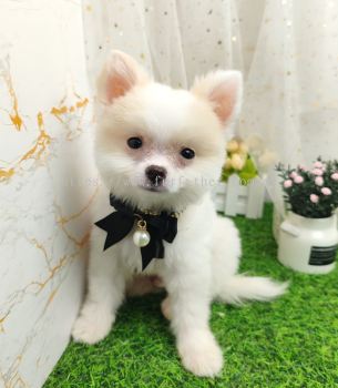 Pomeranian 博美