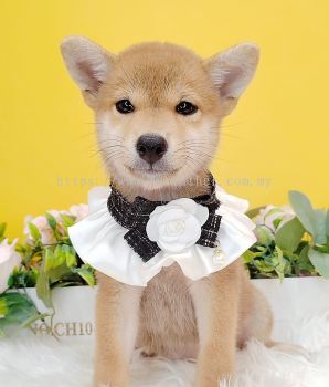 Shiba Inu 柴犬