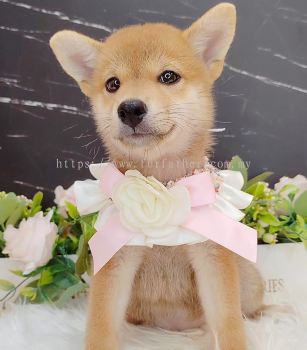 Shiba Inu 柴犬