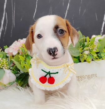 Jack Russell Terrier 杰克罗素梗