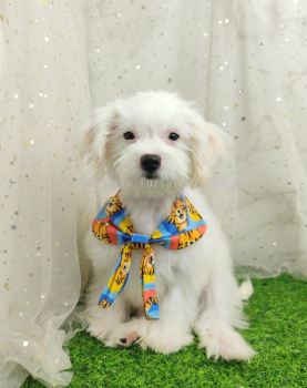 Maltipoo 马尔泰迪