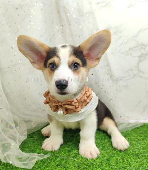 Welsh Corgi 柯基