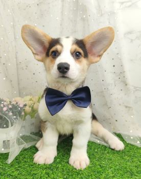 Welsh Corgi 柯基