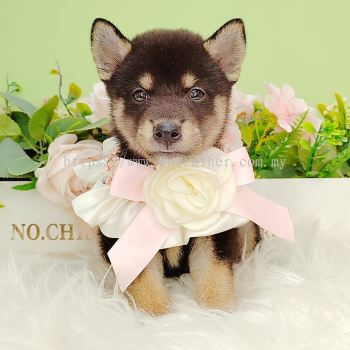 Shiba Inu 柴犬