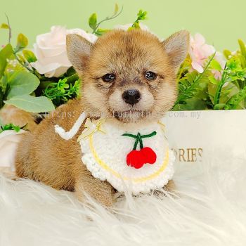 Shiba Inu 柴犬