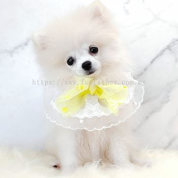 Pomeranian 博美