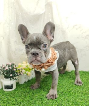 French Bulldog 法斗