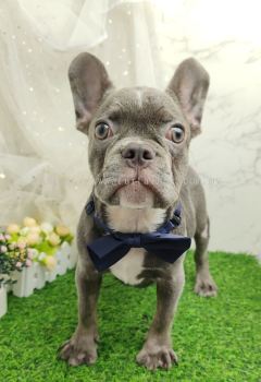 French Bulldog 法斗