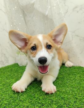 Welsh Corgi 柯基