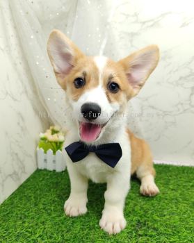 Welsh Corgi 柯基