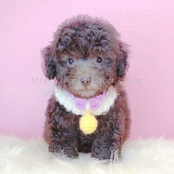 Poodle 泰迪贵宾