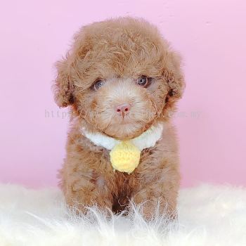 Poodle 泰迪贵宾