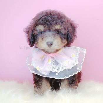 Poodle 泰迪贵宾