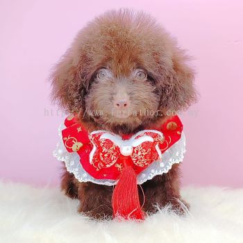 Poodle 泰迪贵宾