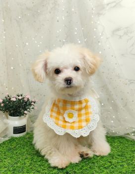 Poodle 泰迪贵宾