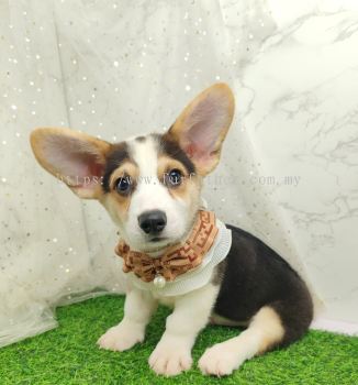 Welsh Corgi 柯基