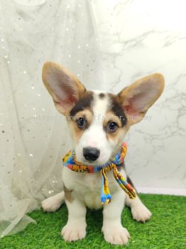 Welsh Corgi 柯基