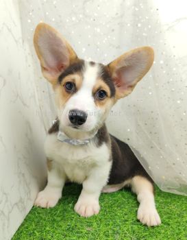 Welsh Corgi 柯基