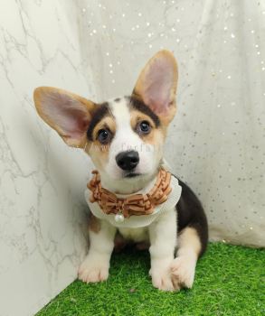 Welsh Corgi 柯基