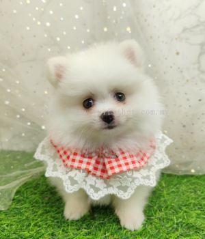 Pomeranian 博美