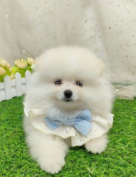 Pomeranian 博美