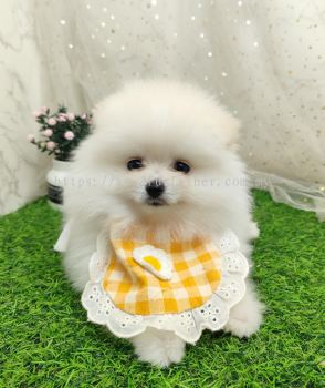 Pomeranian 博美