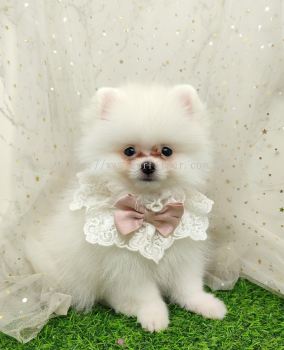 Pomeranian 博美