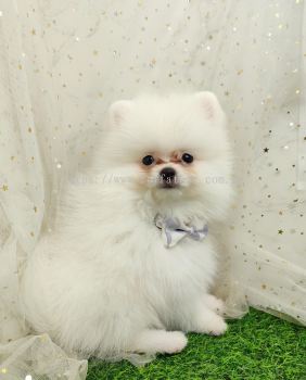 Pomeranian 博美