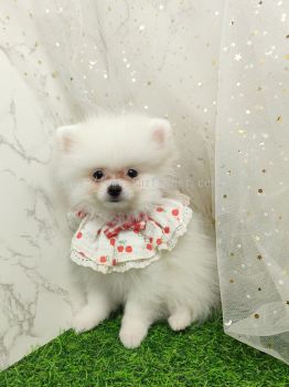 Pomeranian 博美