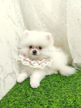 Pomeranian 博美