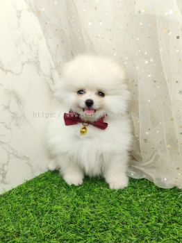 Pomeranian 博美