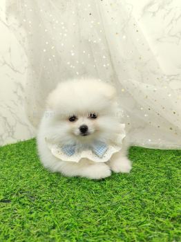 Pomeranian 博美