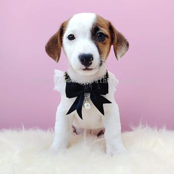 Jack Russell Terrier 杰克罗素梗