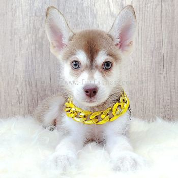 Pomsky ʿ