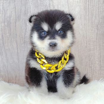 Pomsky 博士奇